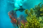 Snorkeling Pulau Menjangan